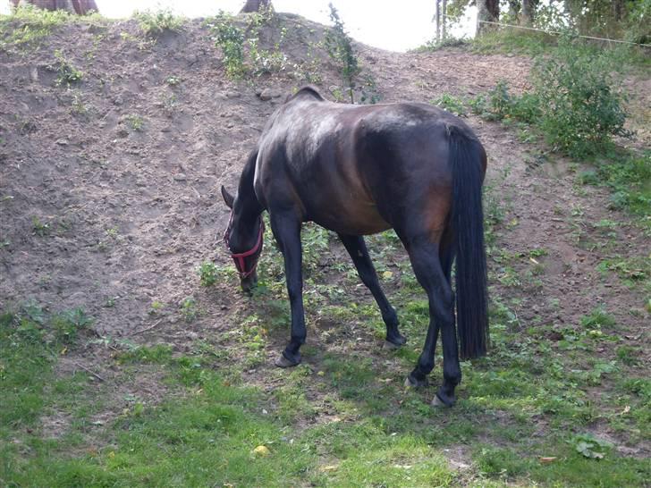 Oldenborg Gl. Hvarregårds Verona - Verona i vors i lille foldstykke ned til haven en sommerdag i august. billede 17
