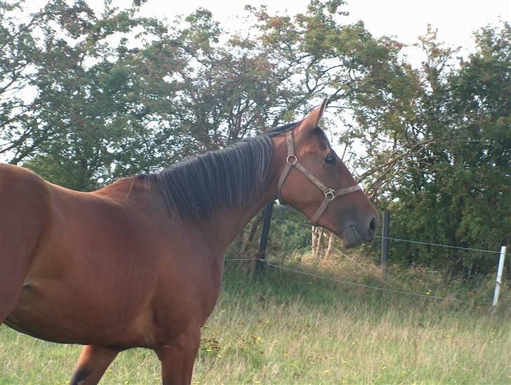 Traver Nesmil - gammelt billede fra da hun kom hjem til os :) billede 9