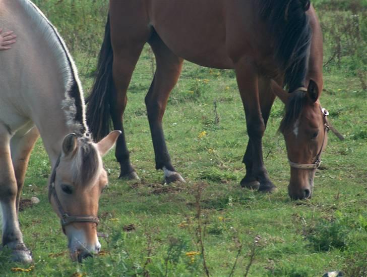 Traver Nesmil - Musse og Nesmil :) billede 10