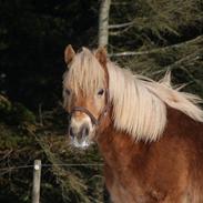 Haflinger Aurel II aka. "Gutten"