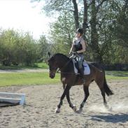 Dansk Varmblod Strøgårdens Savannah