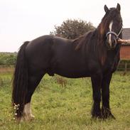 Tinker Hjortholm's Branigan