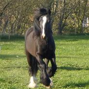 Tinker Hjortholm's Branigan