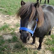 Shetlænder Lille Skid <3