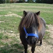 Shetlænder Lille Skid <3