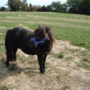 Shetlænder Lille Skid <3