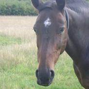 Dansk Varmblod Laika