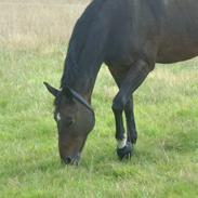 Dansk Varmblod Laika