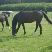 Dansk Varmblod Laika