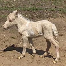 Shetlænder Gardian solgt