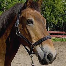 Anden særlig race mysing