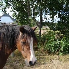 Welsh Mountain (sec A) Sheena