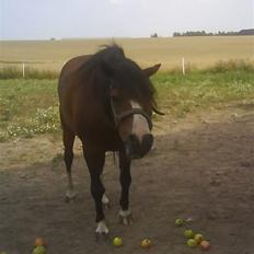 Welsh Mountain (sec A) Sheena