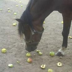 Welsh Mountain (sec A) Sheena