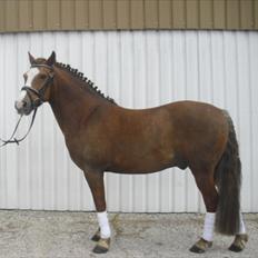 New Forest Roløkke Andes