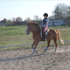 New Forest Roløkke Andes