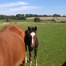 Dansk Varmblod Veronica(solgt)