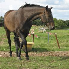 Holstener Coriana <3 Solgt :'/