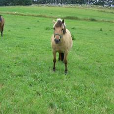 Fjordhest Chila R.I.P