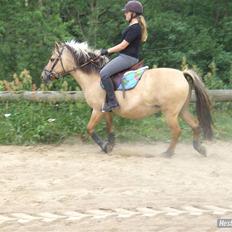 Fjordhest Chila R.I.P