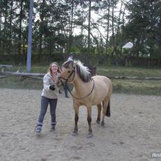 Fjordhest Chila R.I.P