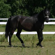 Anden særlig race shaion