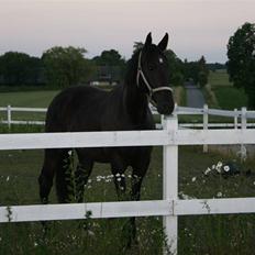 Anden særlig race shaion