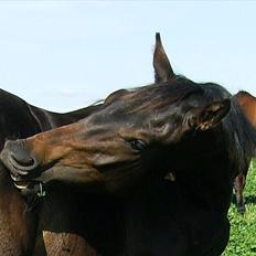 Dansk Varmblod Aagaardens Chirac (Min) R.I.P. :'(