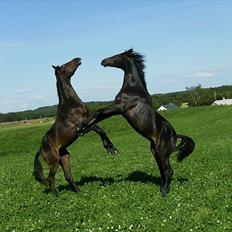 Dansk Varmblod Aagaardens Chirac (Min) R.I.P. :'(