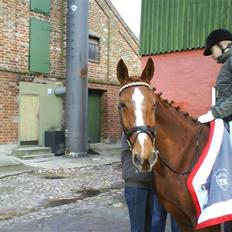 Anden særlig race Rosana