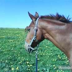 Anden særlig race Rosana