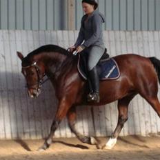 Anden særlig race Ida *Solgt*