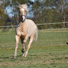 Anden særlig race Yellow Prince