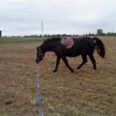 Oldenborg Faye Lyngbo