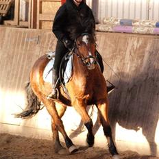 New Forest Lundemarksgaards Nemo