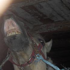 Fjordhest Lucca *søsters* 