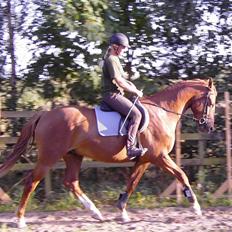 Dansk Varmblod Copyright H.