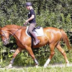 Dansk Varmblod Copyright H.