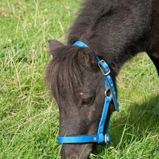 Anden særlig race Mustang *Solgt*