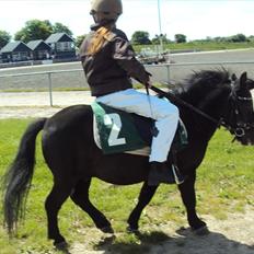 Shetlænder Skipper