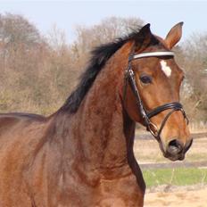 Anden særlig race Bakkelys Aladin solgt
