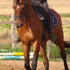 Anden særlig race Bakkelys Aladin solgt