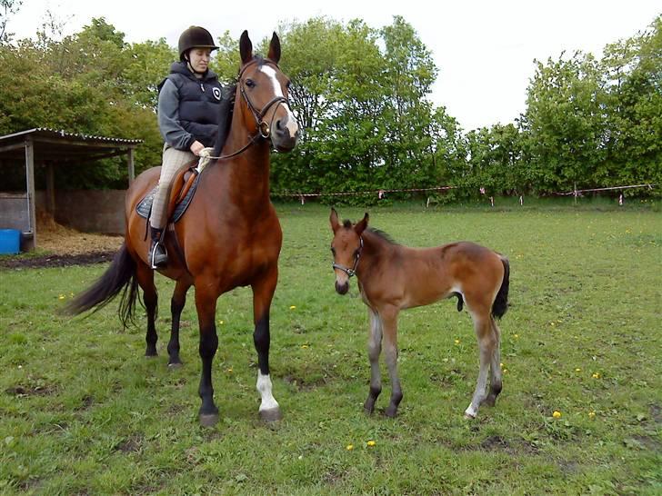 Oldenborg Union´s Valentino - Hør hvad er det min mor skal til at lave nu gik vi lige og havde det så hyggeligt. billede 4