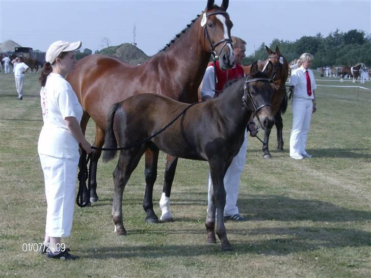 Oldenborg Union´s Valentino - Min første gang i byen og hvor er der godt nok mange heste her billede 6