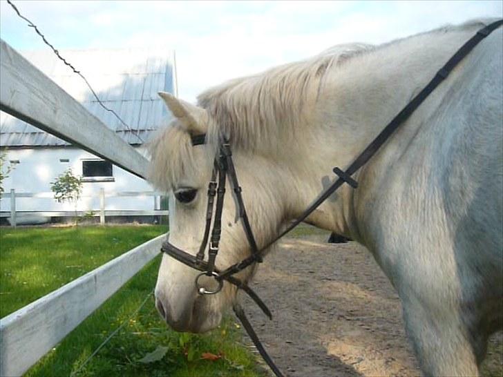 Anden særlig race Hygums Kiki billede 13