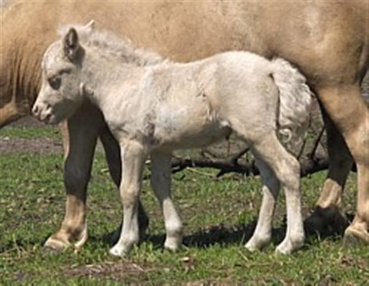 Shetlænder Gardian solgt billede 1