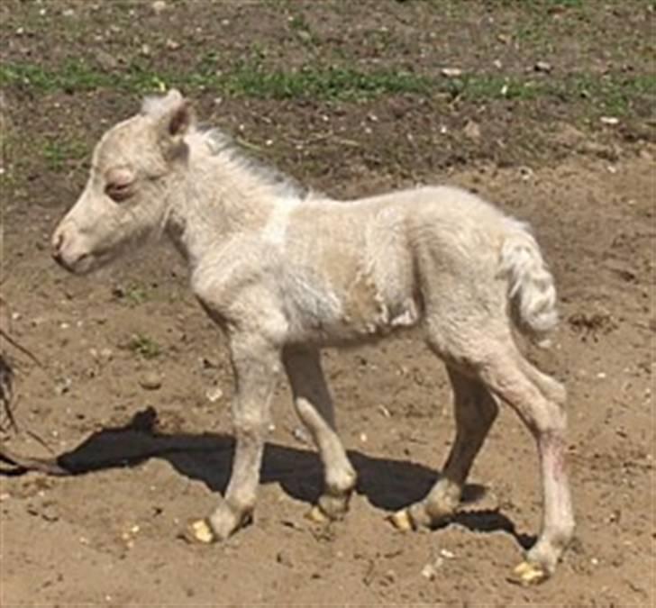Shetlænder Gardian solgt billede 2