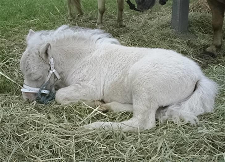 Shetlænder Gardian solgt billede 3