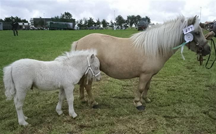 Shetlænder Gardian solgt billede 4