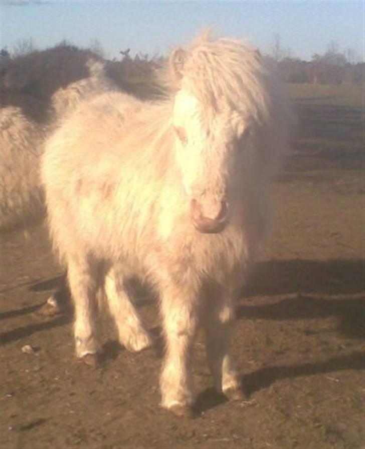 Shetlænder Gardian solgt billede 5